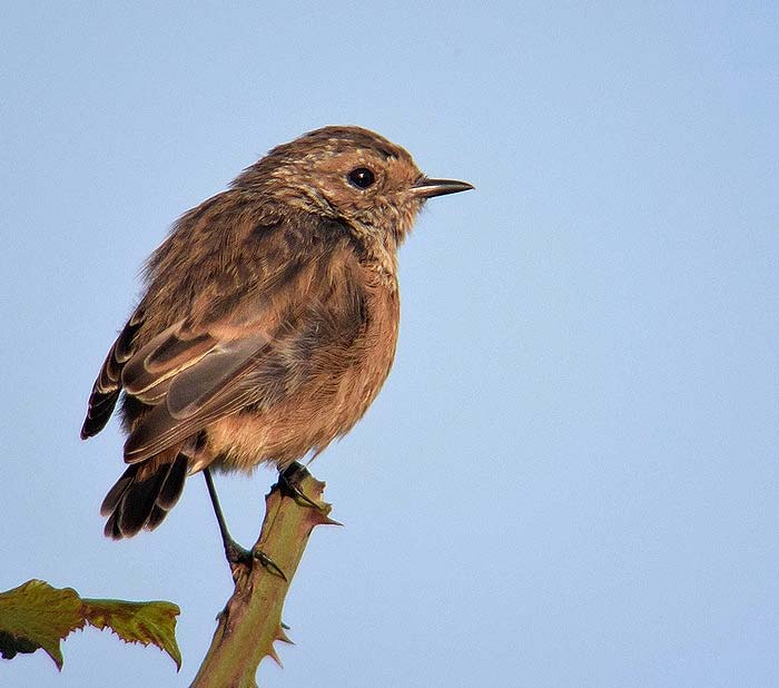 Stonechat