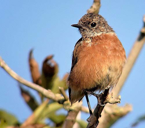 Stonechat