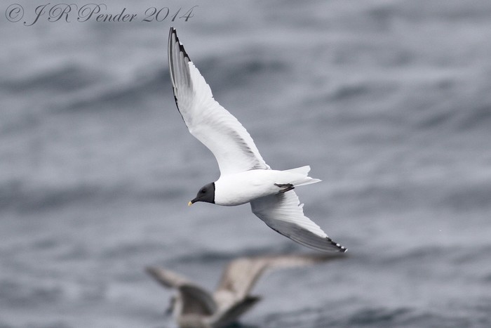 Sabine's Gull