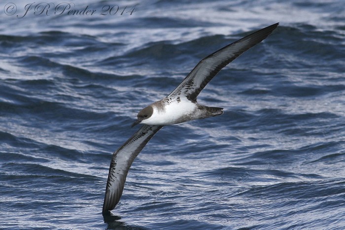 Great Shearwater