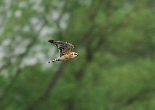 Red-footed Falcon