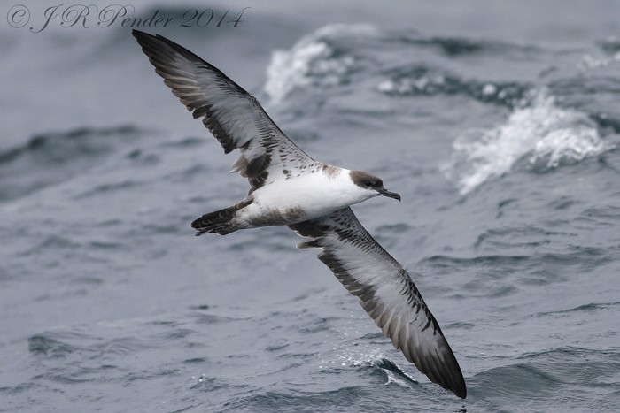 Great Shearwater