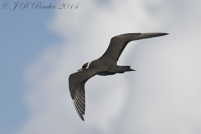 Arctic Skua