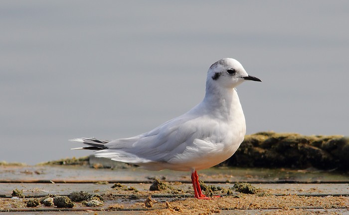 Little Gull