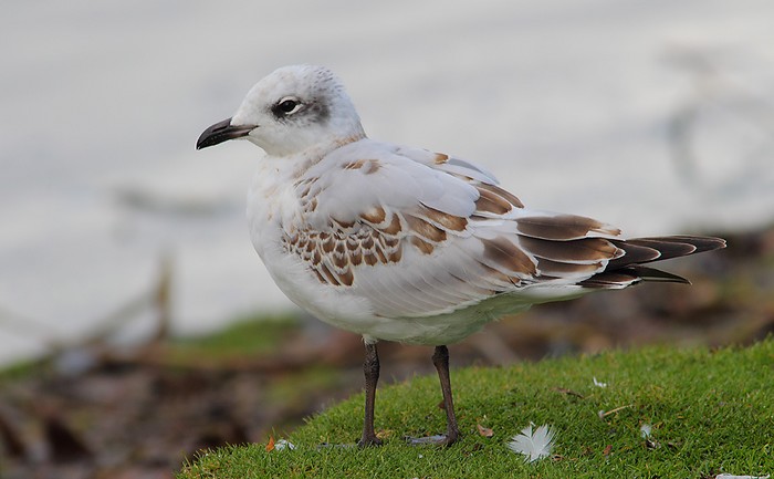 Mediterranean Gull