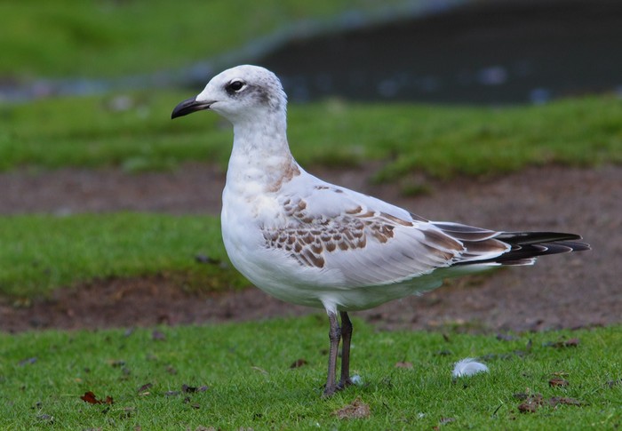 Mediterranean Gull