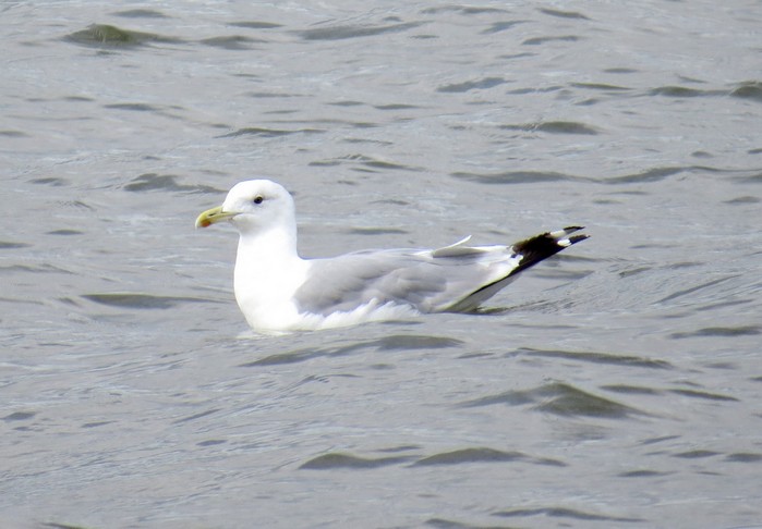 Caspian Gull