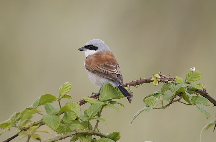 Red-backed Shrike
