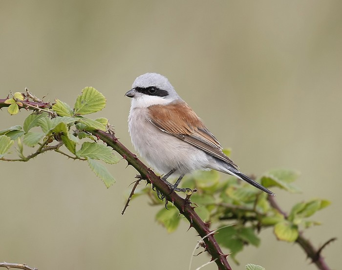 Red-backed Shrike
