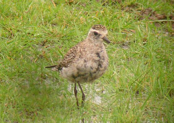 American Golden Plover