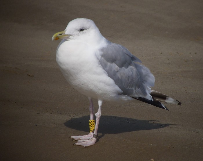 Caspian Gull