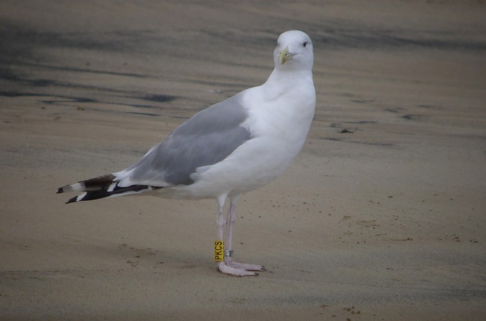 Caspian Gull