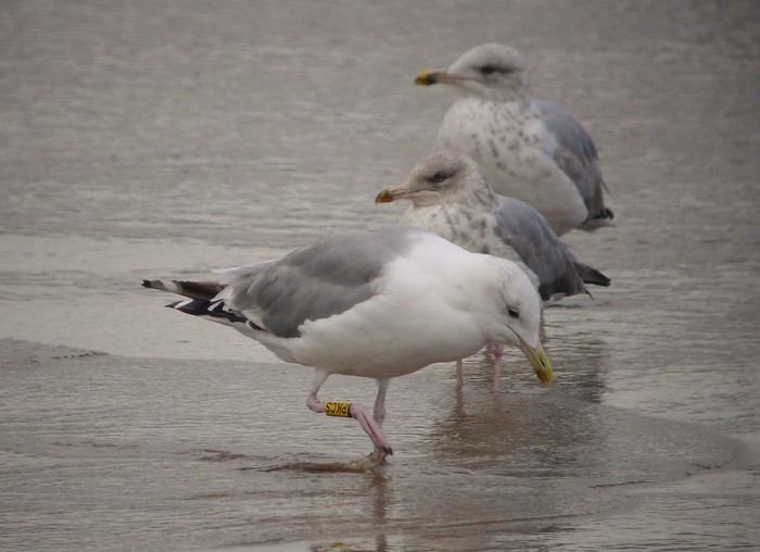 Caspian Gull