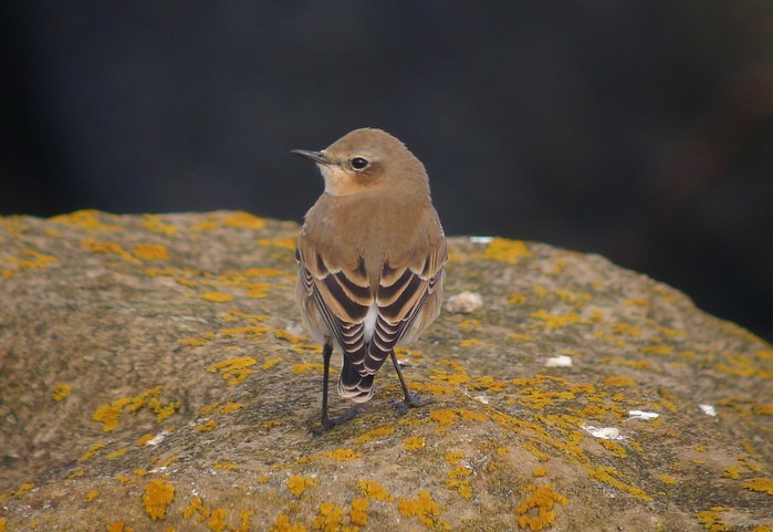 Wheatear