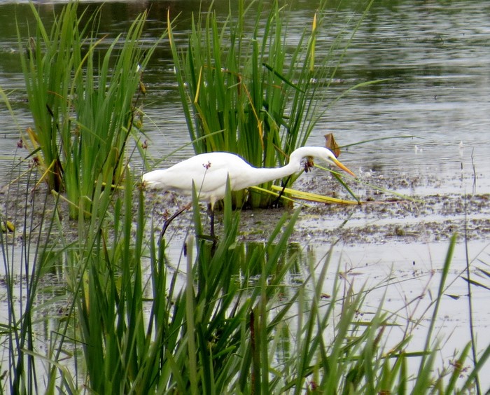 Great White Egret