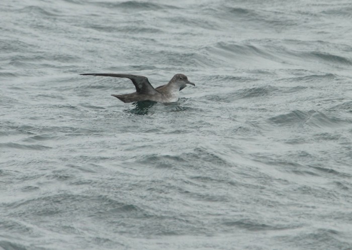 Balearic Shearwater