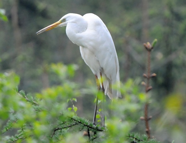 Great White Egret