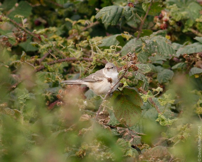 Barred Warbler