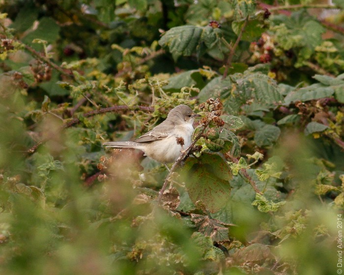 Barred Warbler