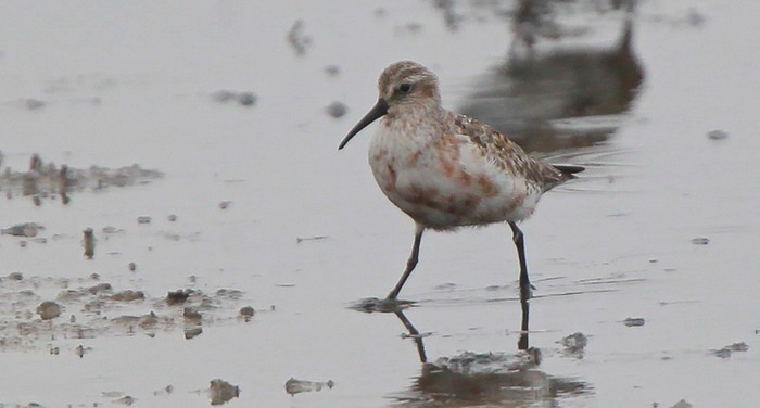 Curlew Sandpiper