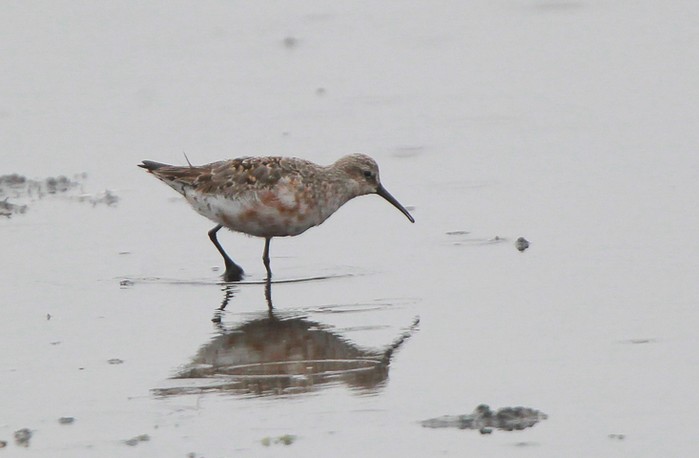 Curlew Sandpiper