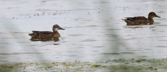Garganey
