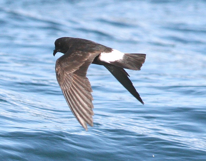 Storm Petrel