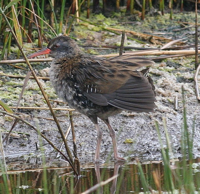 Water Rail