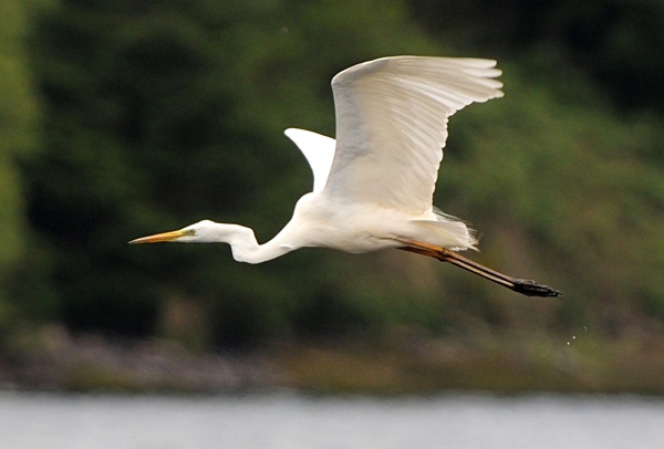 Great White Egret