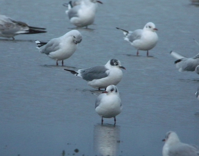 Franklin's Gull