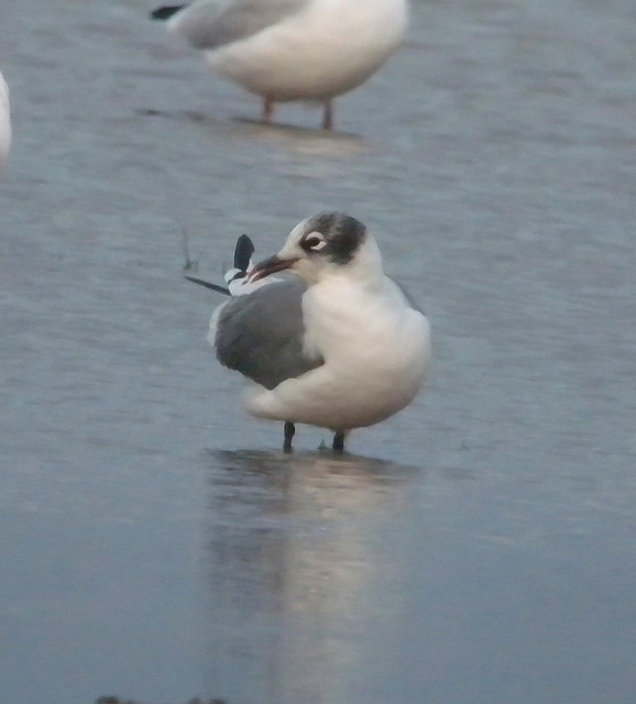 Franklin's Gull