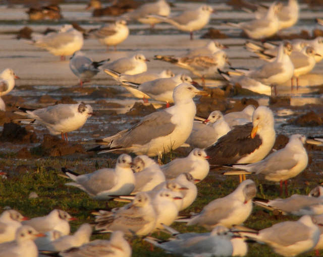 Caspian Gull