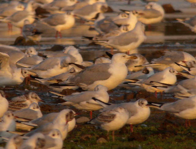 Caspian Gull