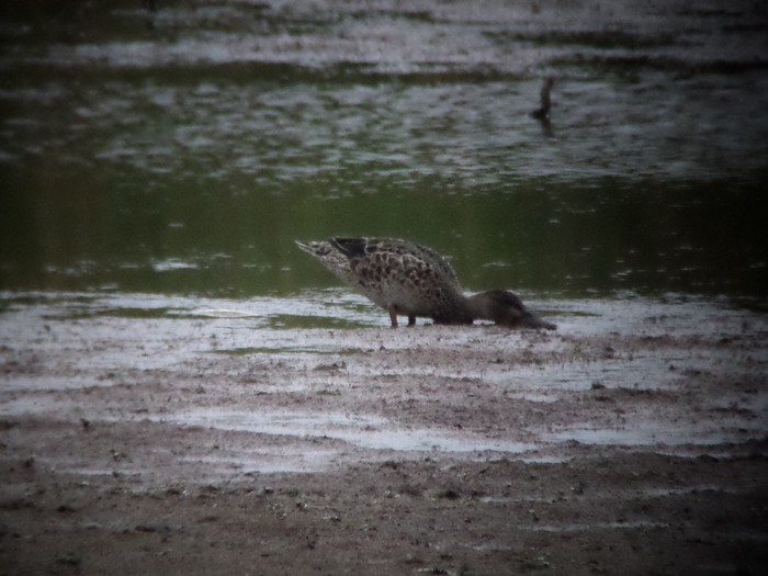 Shoveler hybrid
