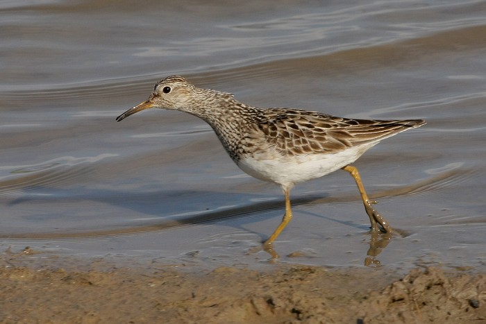 Pectoral Sandpiper