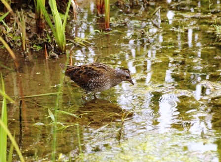 Spotted Crake