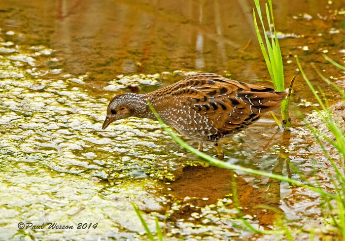 Spotted Crake