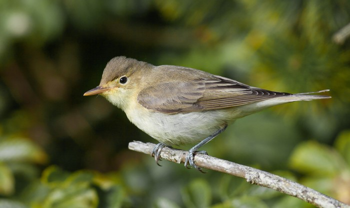 Icterine Warbler