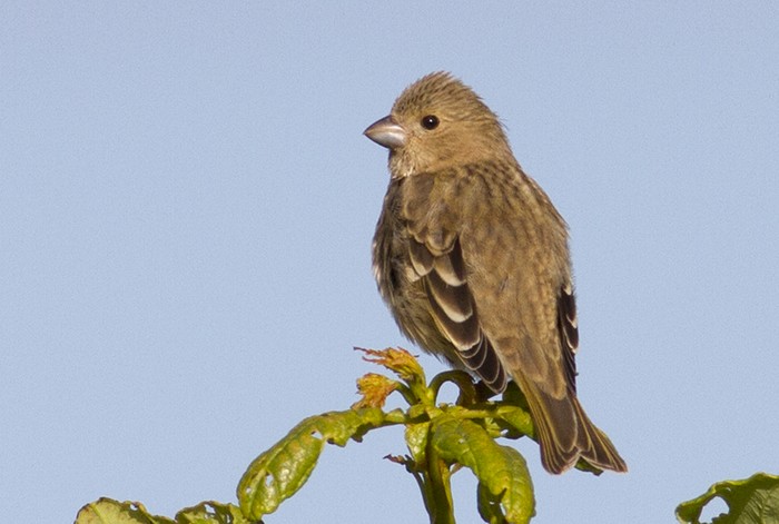Common Rosefinch