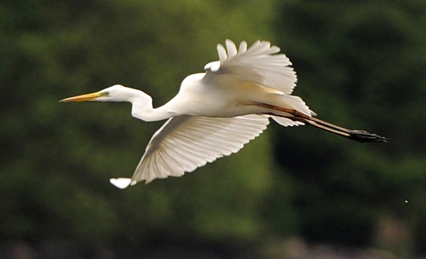 Great White Egret