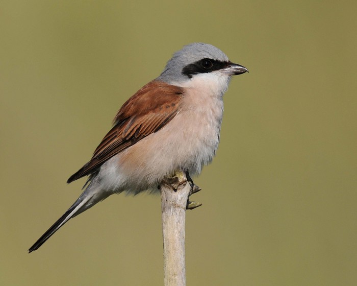 Red-backed Shrike
