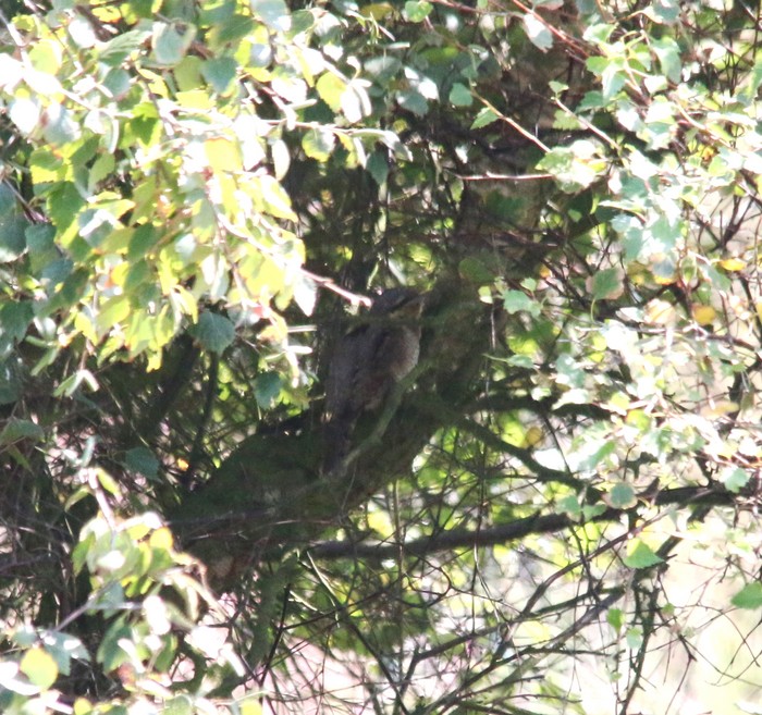 Wryneck