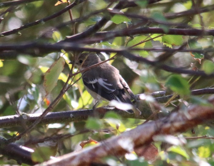 Pied Flycatcher