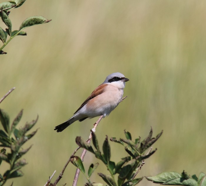 Red-backed Shrike