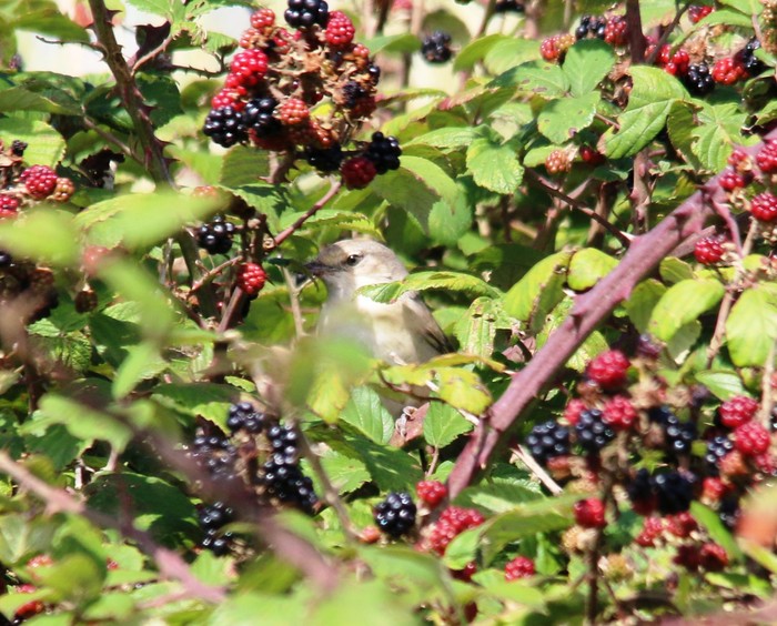Barred Warbler