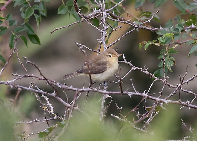 Melodious Warbler