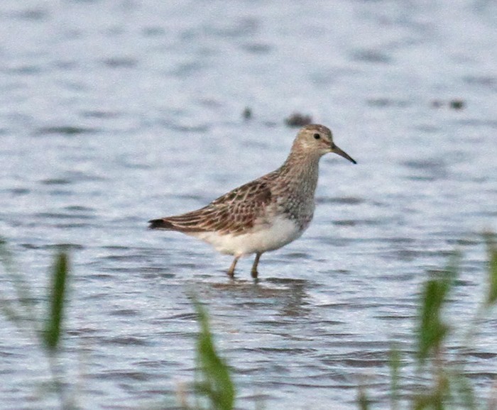 Pectoral Sandpiper