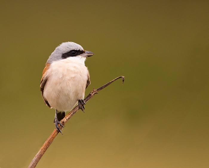 Red-backed Shrike