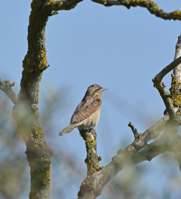 Wryneck
