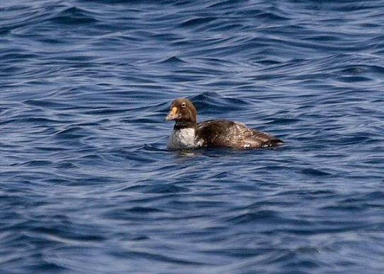 King Eider